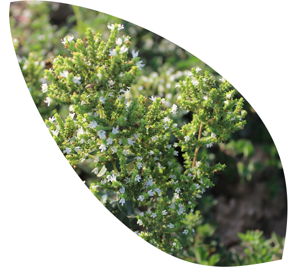 oregano-production